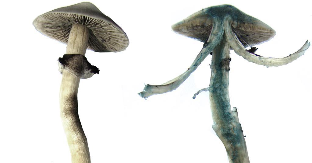 Understanding the Enigma Mushroom Strain and Dispelling Its Mysteries